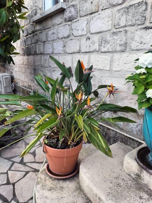 Charmant Appart Avec Jardin Aigues-Mortes Exterior photo
