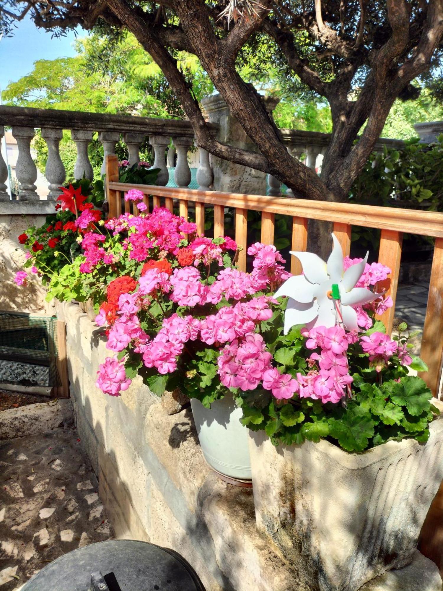 Charmant Appart Avec Jardin Aigues-Mortes Exterior photo